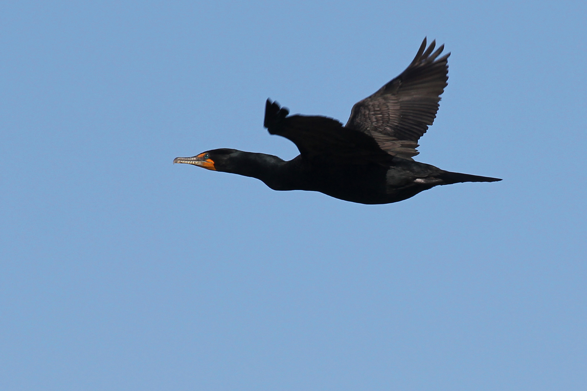 Double-crested Cormorant / 20 Apr / Back Bay NWR