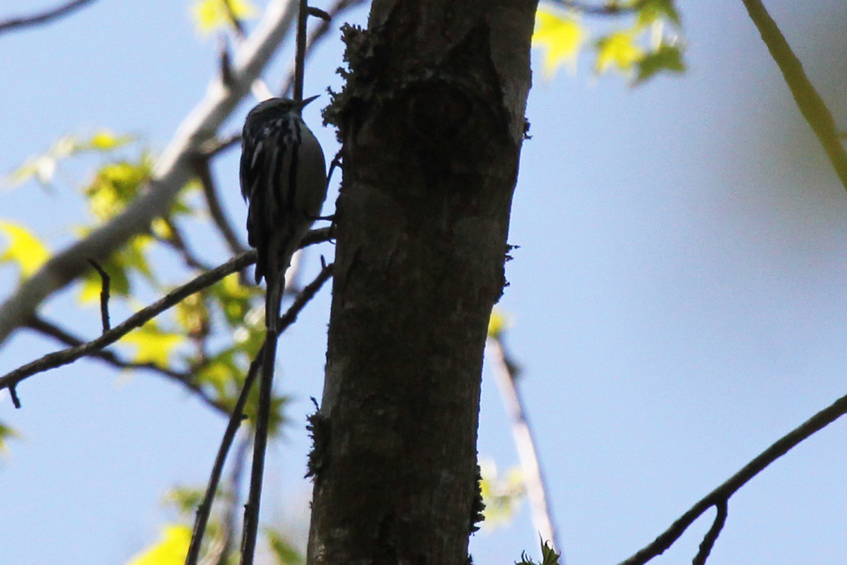 Black-and-white Warbler / 21 Apr / Marshview Park