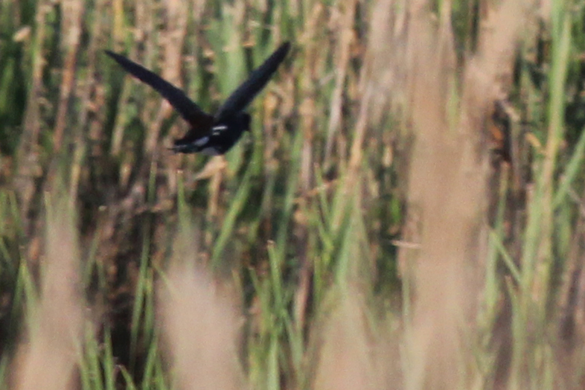 Common Gallinule / 22 Apr / Princess Anne WMA Whitehurst Tract