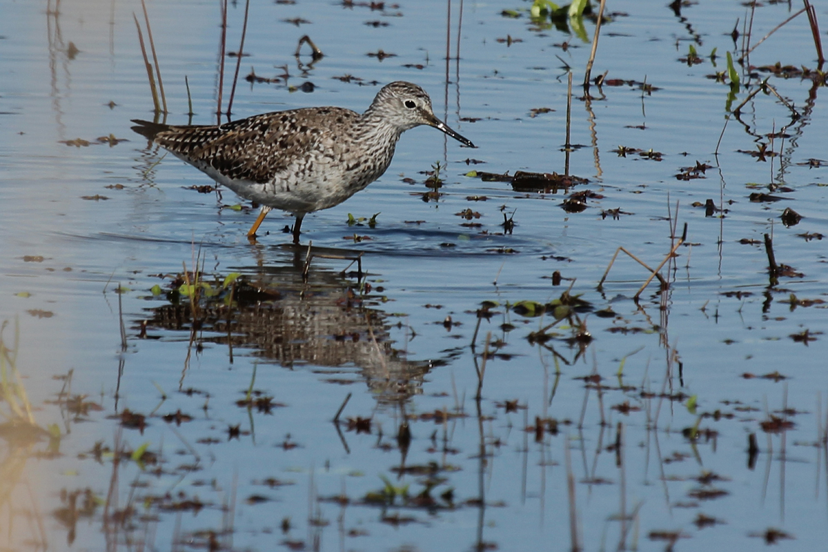 Lesser Yellowlegs / 22 Apr / Princess Anne WMA Whitehurst Tract