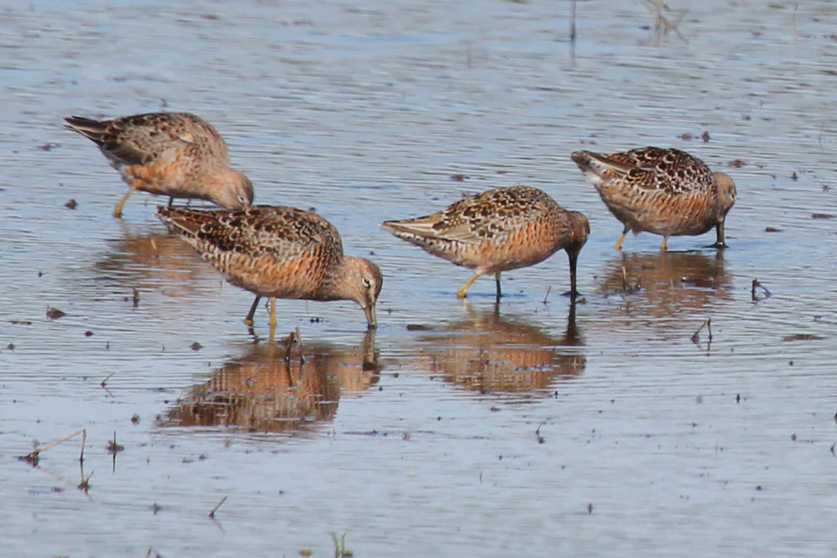 Long-billed Dowitchers / 22 Apr / Princess Anne WMA Whitehurst Tract