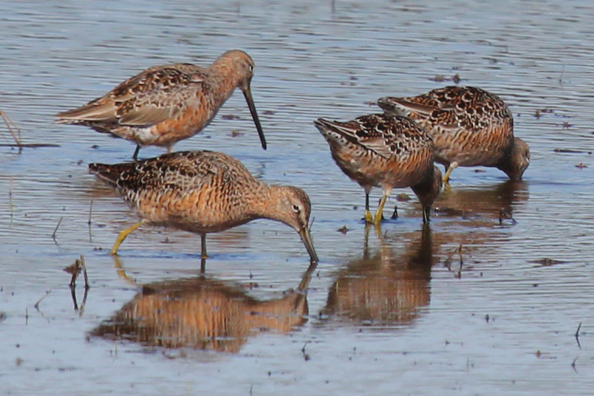 Long-billed Dowitchers / 22 Apr / Princess Anne WMA Whitehurst Tract