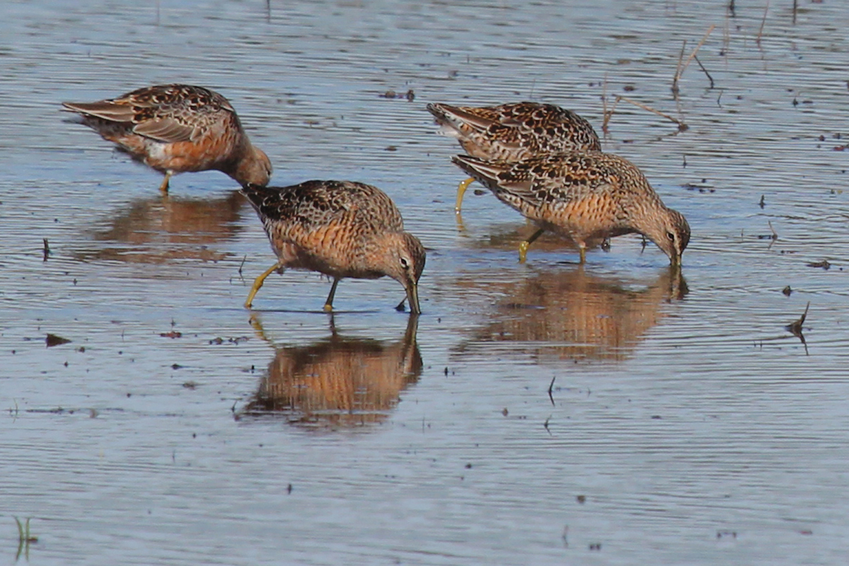 Long-billed Dowitchers / 22 Apr / Princess Anne WMA Whitehurst Tract