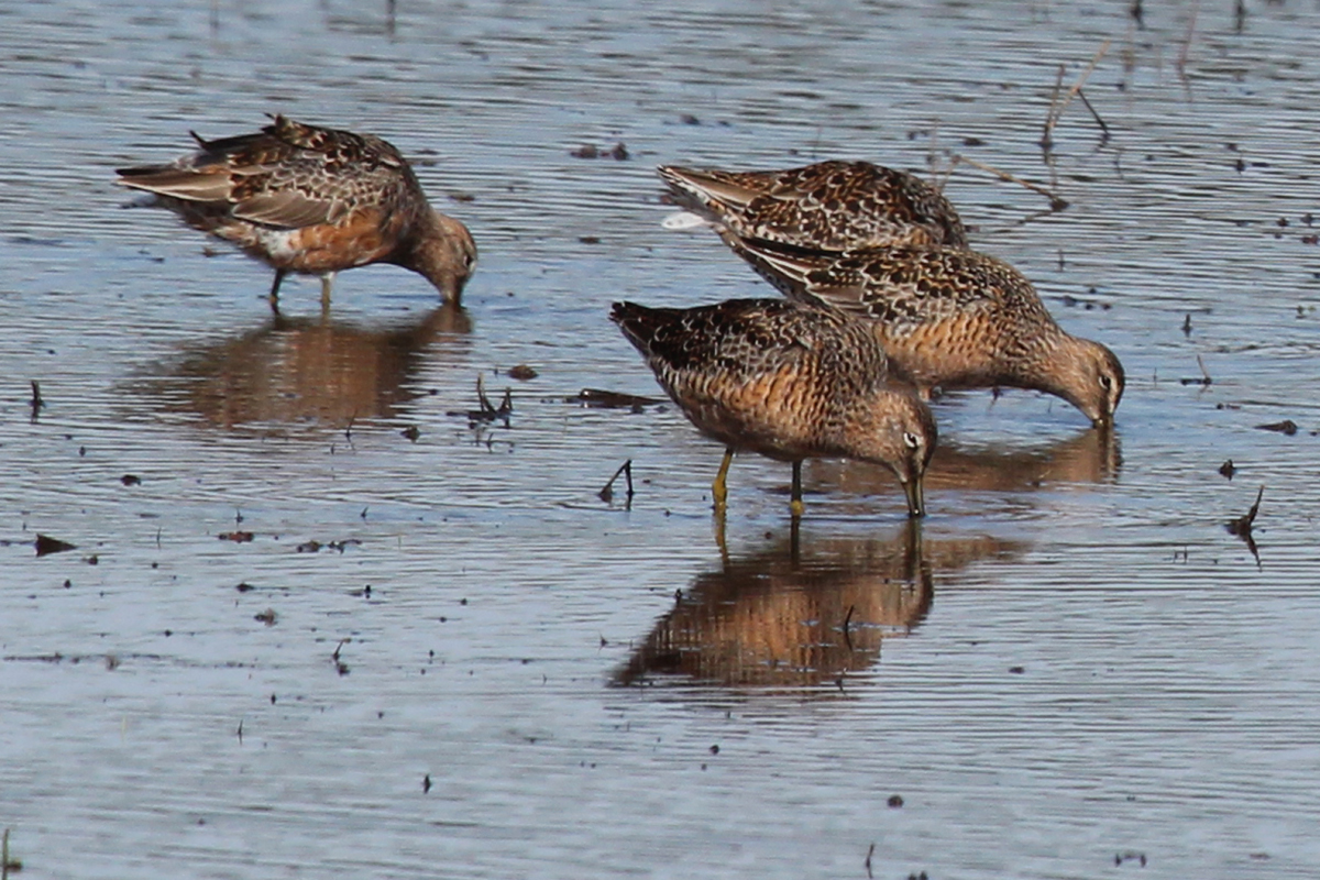Long-billed Dowitchers / 22 Apr / Princess Anne WMA Whitehurst Tract