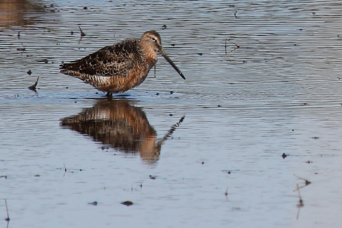 Long-billed Dowitcher / 22 Apr / Princess Anne WMA Whitehurst Tract