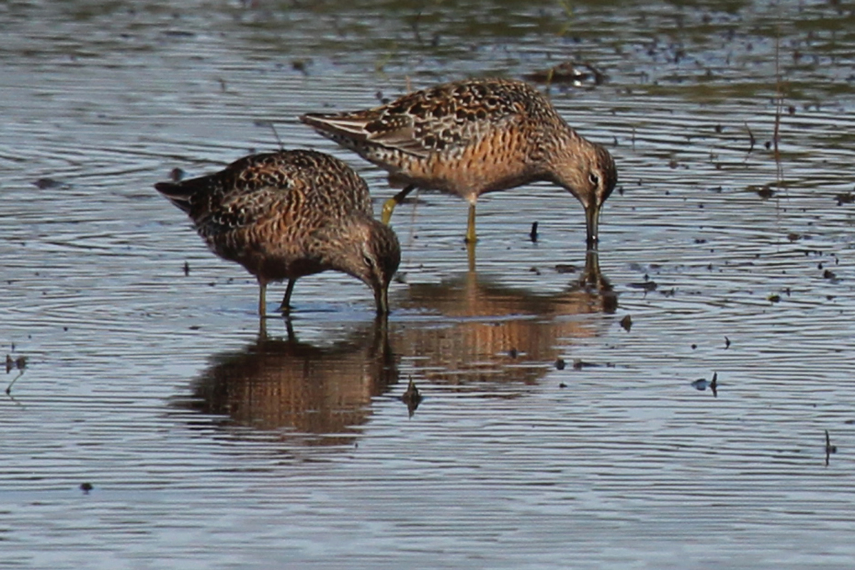 Long-billed Dowitchers / 22 Apr / Princess Anne WMA Whitehurst Tract