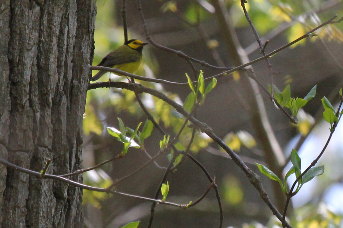 Hooded Warbler / 22 Apr / Red Wing Park