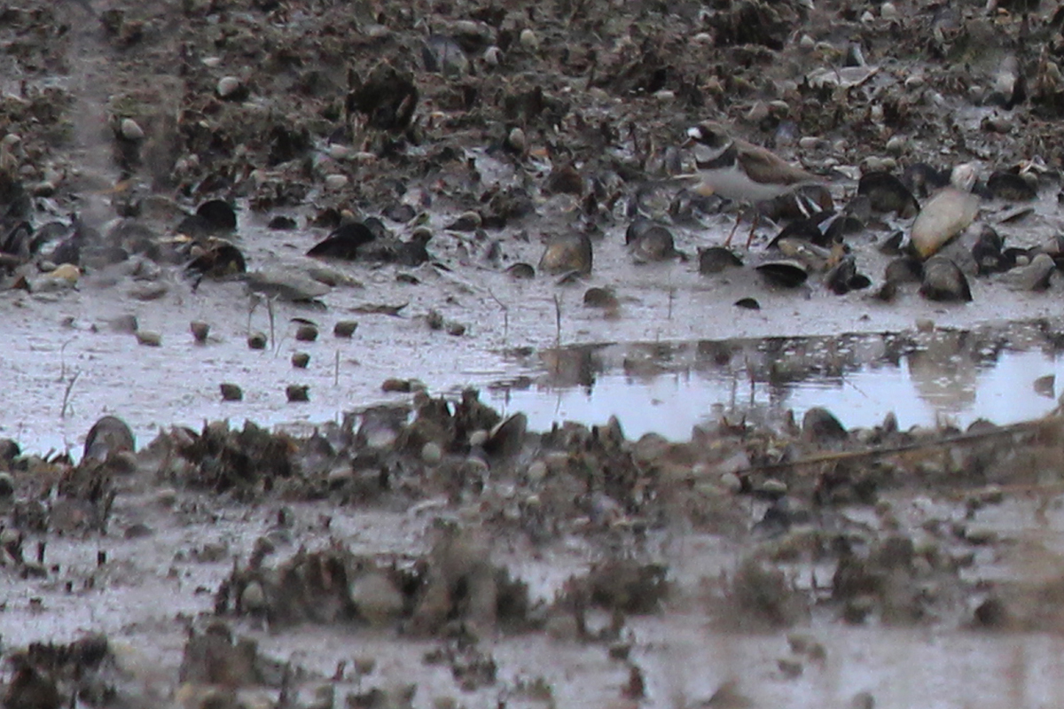 Semipalmated Plover / 27 Apr / Pleasure House Point NA