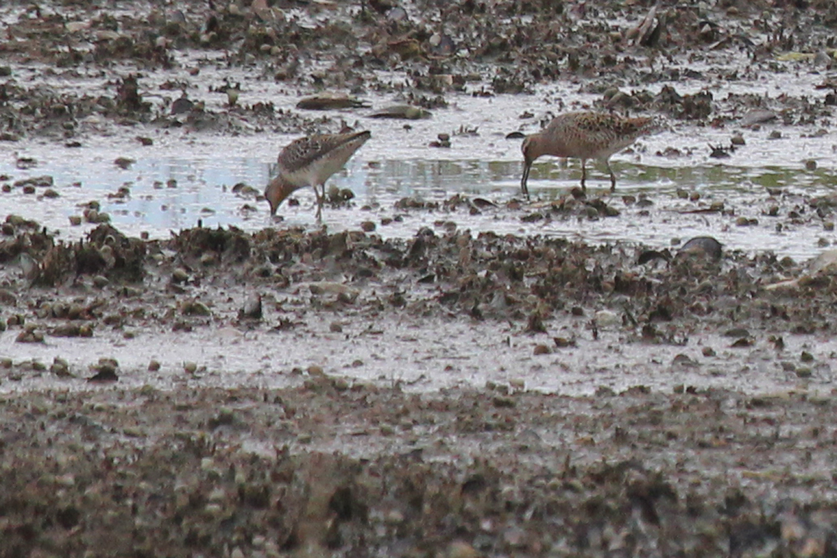 Short-billed Dowitchers / 27 Apr / Pleasure House Point NA