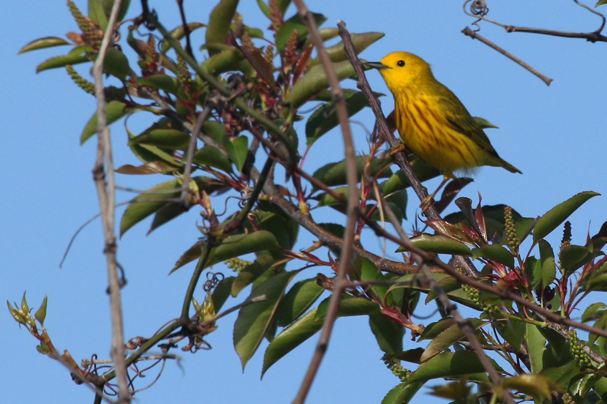 Yellow Warbler / 28 Apr / Back Bay NWR