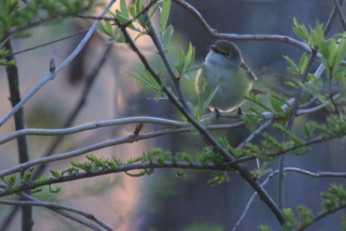 White-eyed Vireo / 21 Apr / Stumpy Lake NA