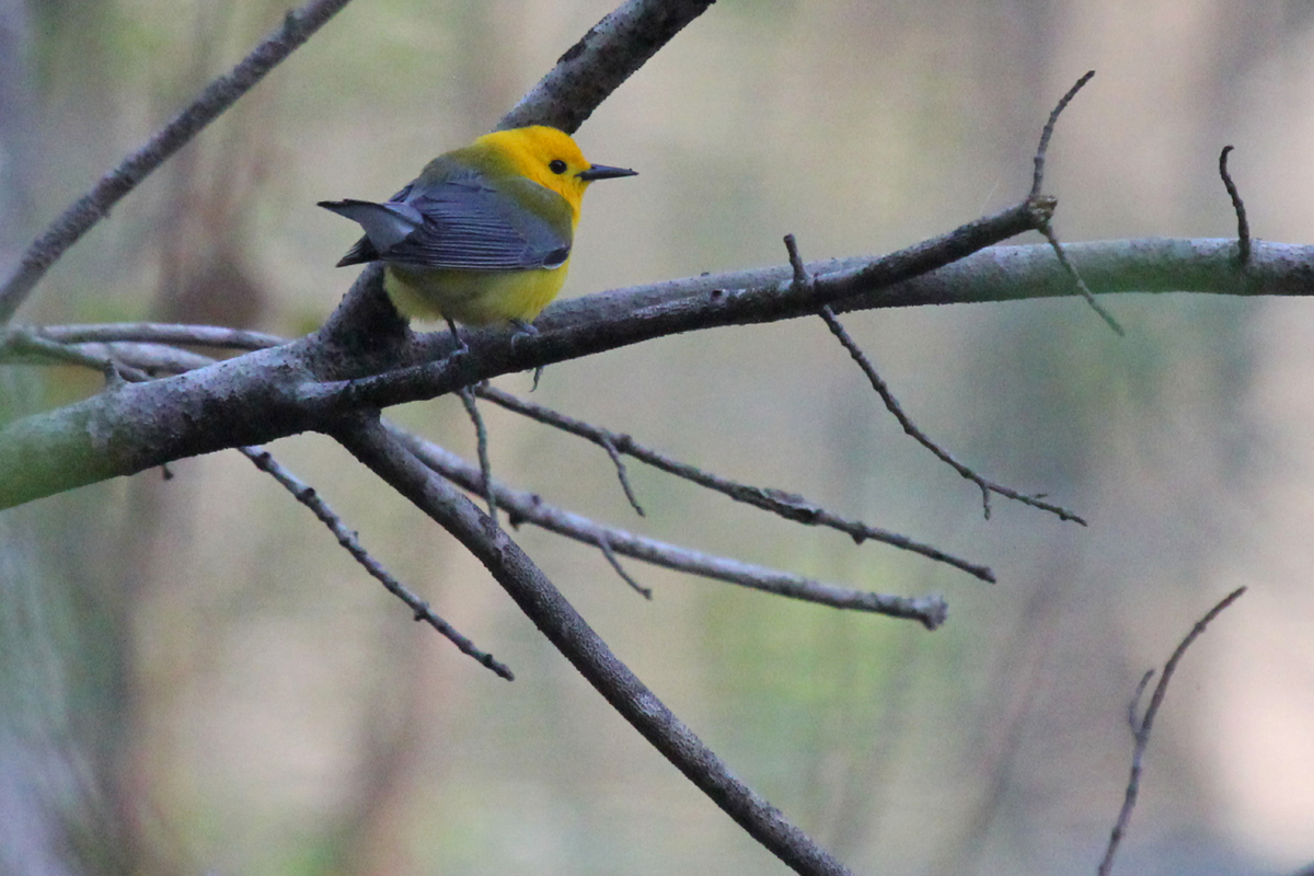 Prothonotary Warbler / 21 Apr / Stumpy Lake NA