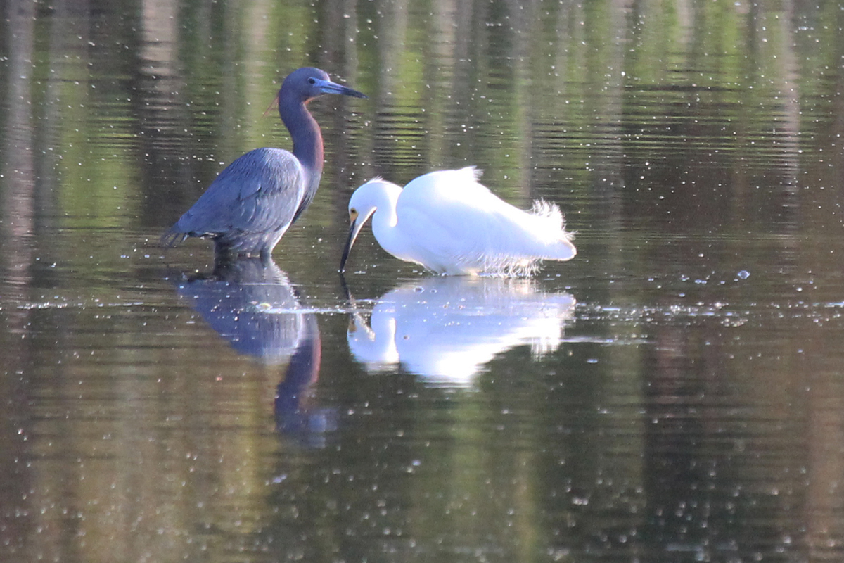 Little Blue Heron & Snowy Egret / 22 Apr / Princess Anne WMA Whitehurst Tract
