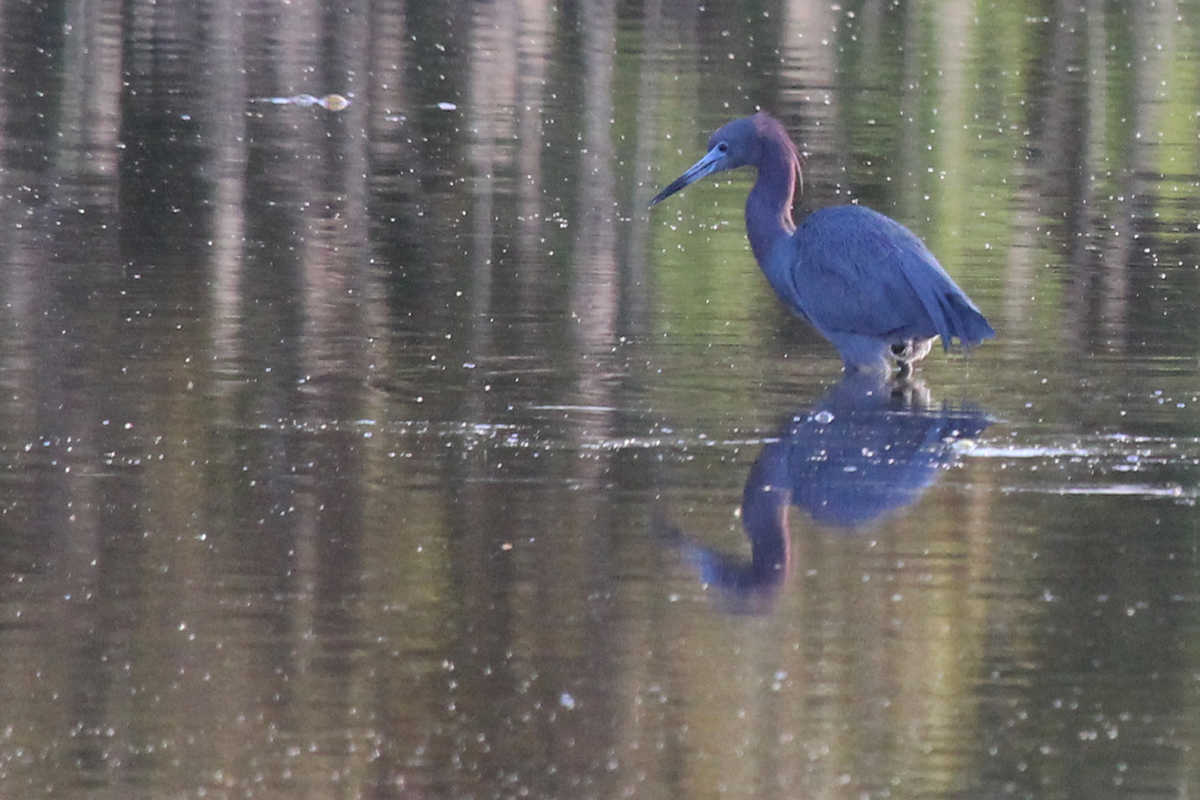 Little Blue Heron / 22 Apr / Princess Anne WMA Whitehurst Tract