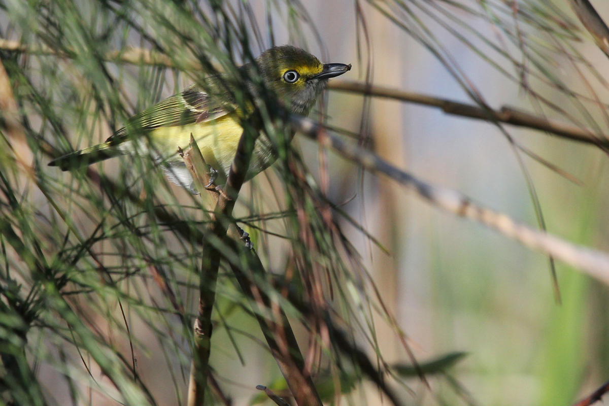 White-eyed Vireo / 22 Apr / Princess Anne WMA Whitehurst Tract