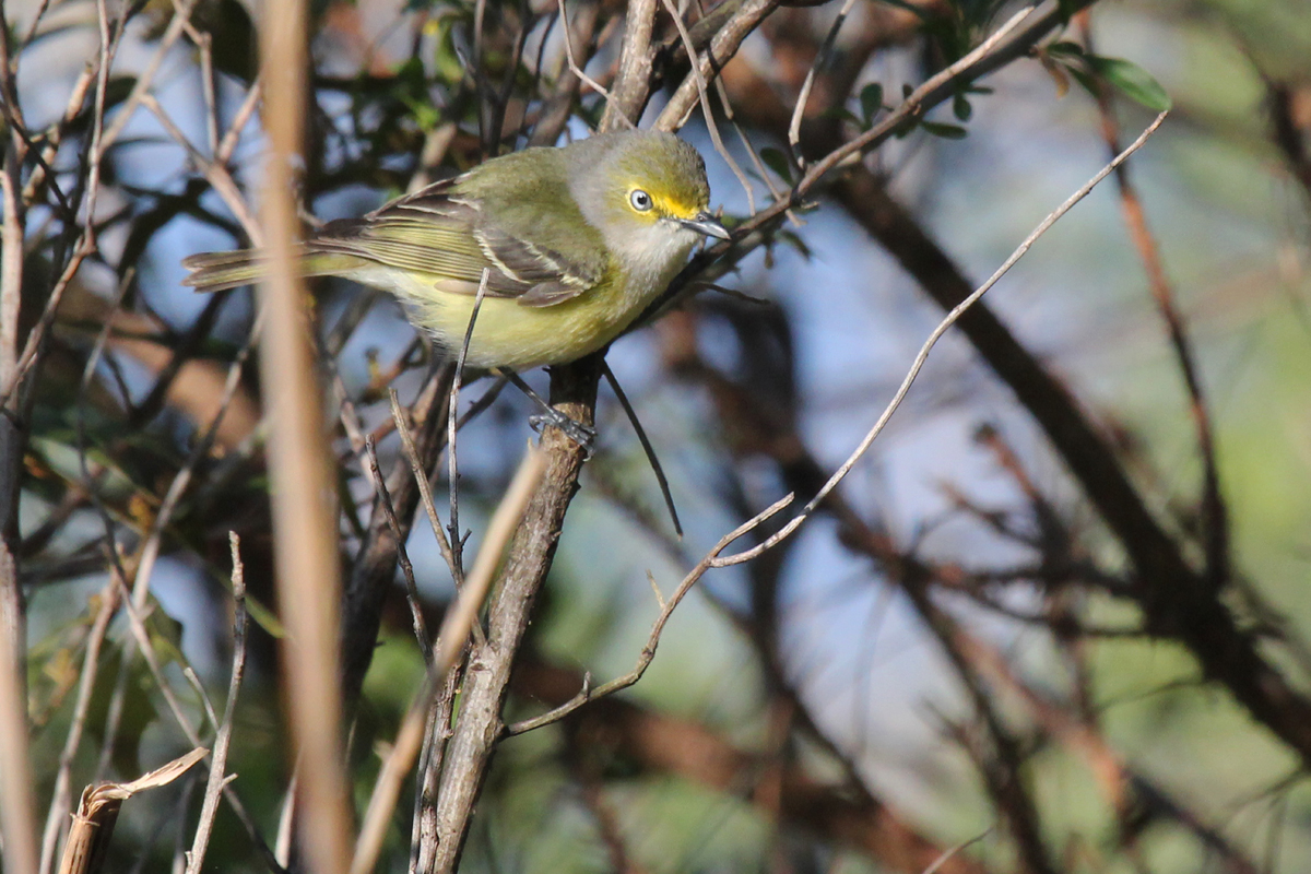 White-eyed Vireo / 22 Apr / Princess Anne WMA Whitehurst Tract