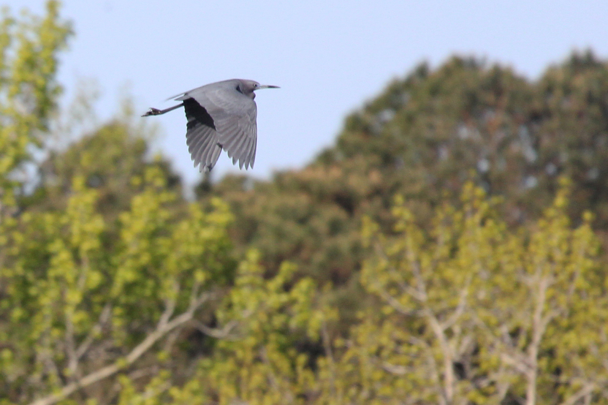 Little Blue Heron / 22 Apr / Princess Anne WMA Whitehurst Tract