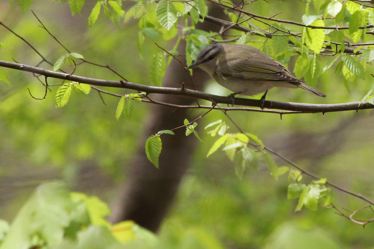 Red-eyed Vireo / 22 Apr / Red Wing Park