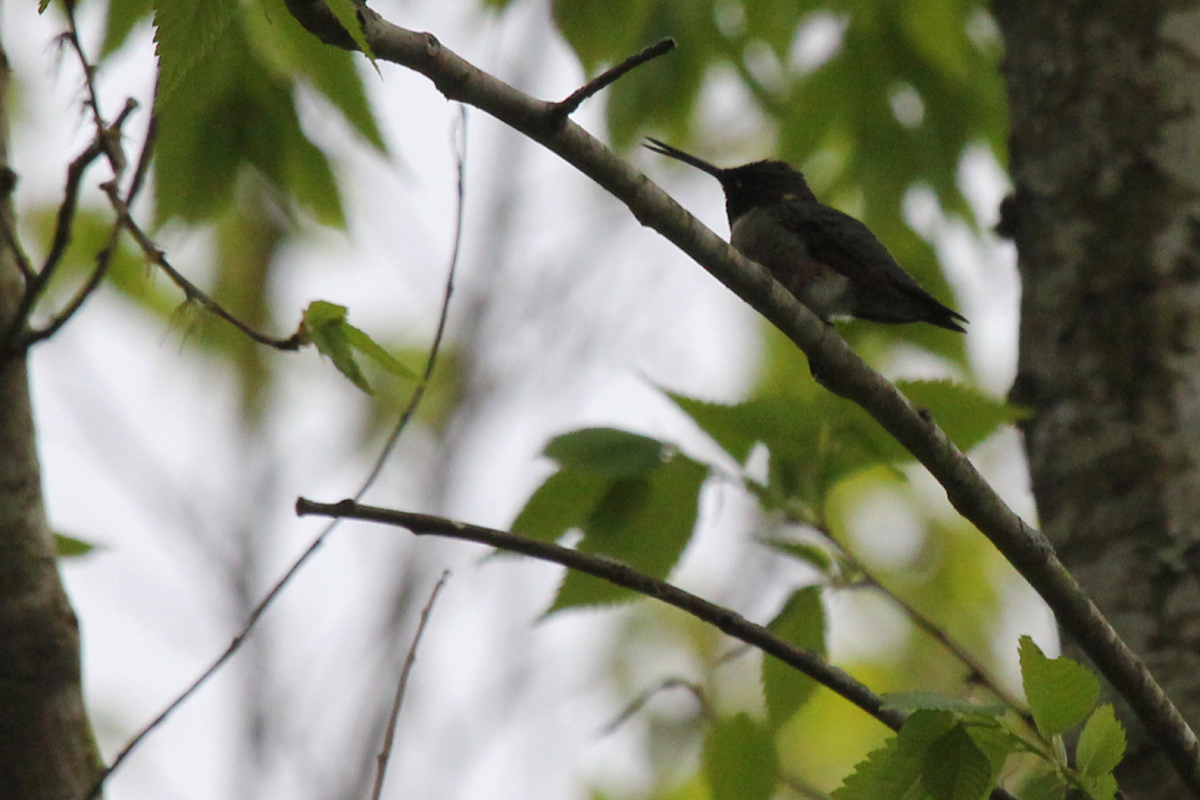 Ruby-throated Hummingbird / 23 Apr