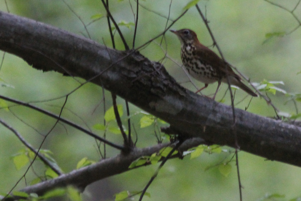 Wood Thrush / 27 Apr / Stumpy Lake NA