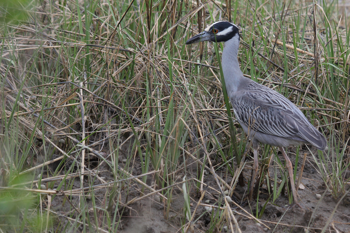 Yellow-crowned Night-Heron / 27 Apr / Pleasure House Point NA