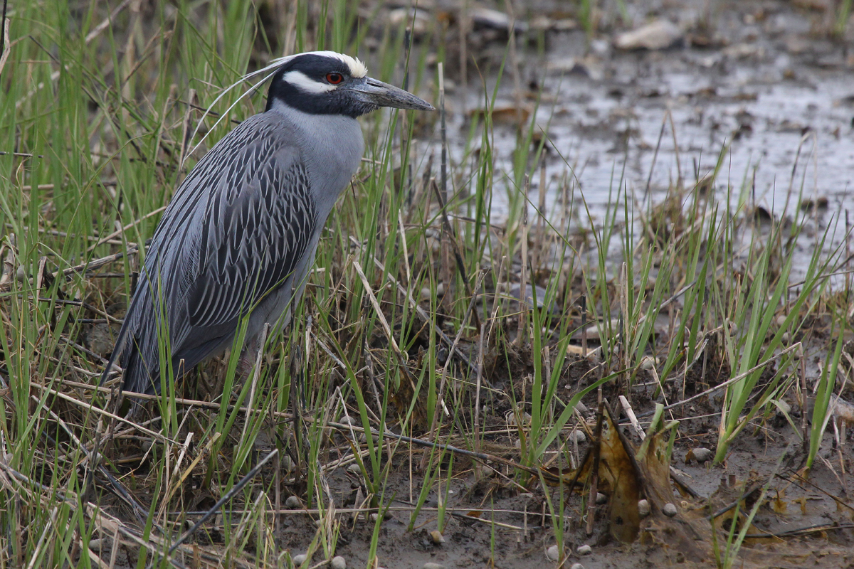 Yellow-crowned Night-Heron / 27 Apr / Pleasure House Point NA