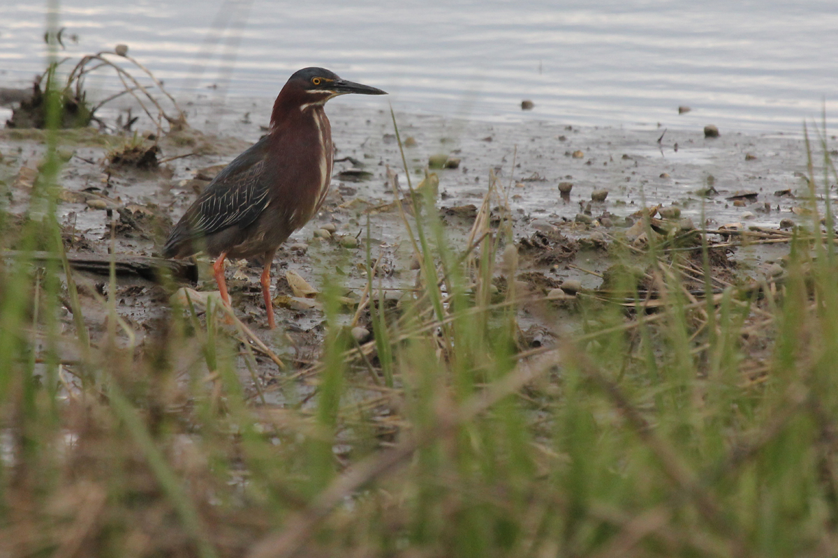 Green Heron / 27 Apr / Pleasure House Point NA