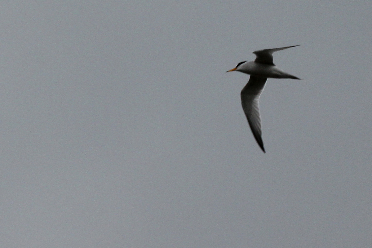 Least Tern / 27 Apr / Pleasure House Point NA