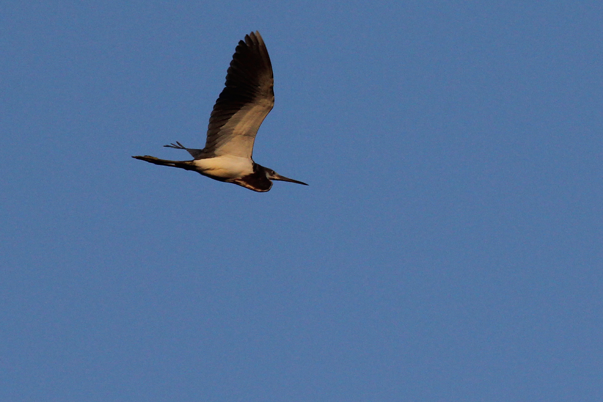 Tricolored Heron / 28 Apr / Back Bay NWR