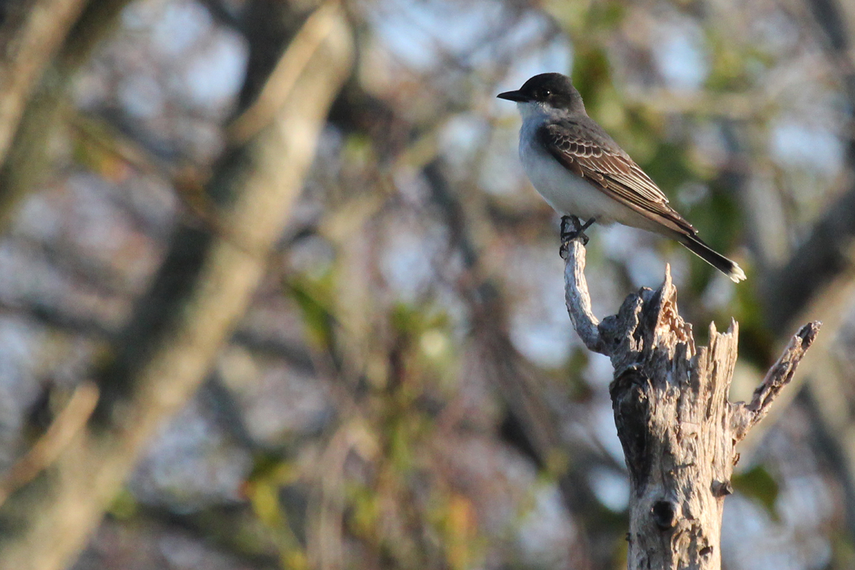 Eastern Kingbird / 28 Apr / Back Bay NWR