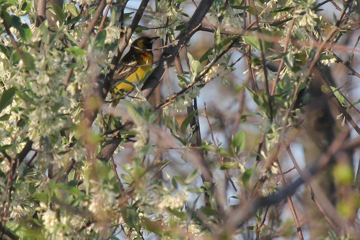 Orchard Oriole / 28 Apr / Back Bay NWR