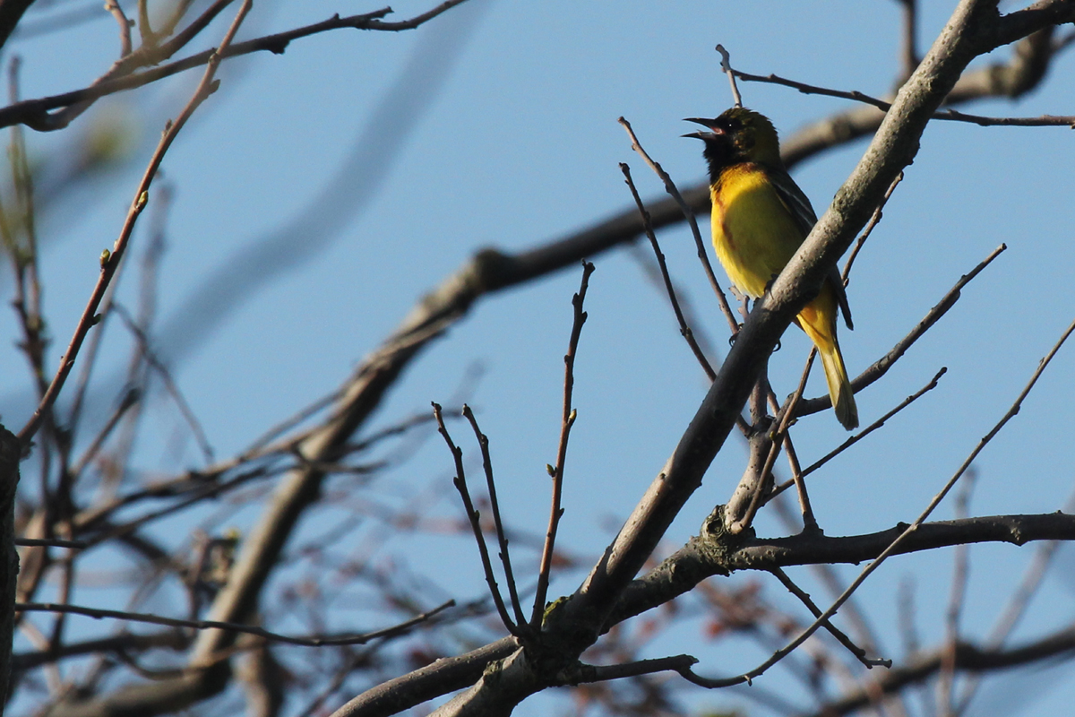 Orchard Oriole / 28 Apr / Back Bay NWR