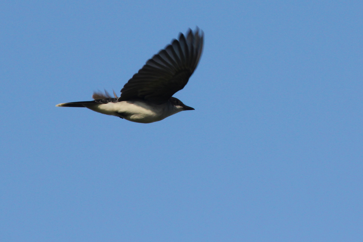 Eastern Kingbird / 28 Apr / Back Bay NWR