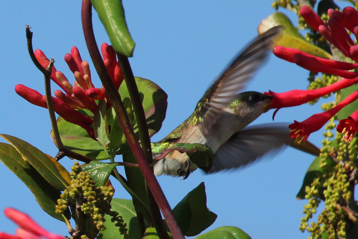 Ruby-throated Hummingbird / 28 Apr / Back Bay NWR