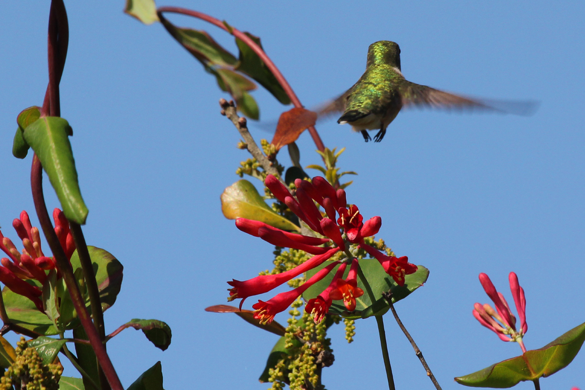 Ruby-throated Hummingbird / 28 Apr / Back Bay NWR