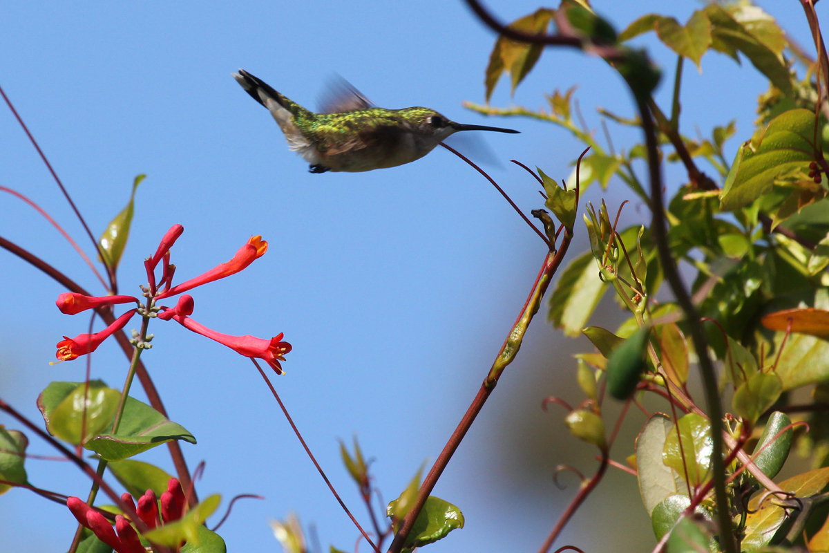 Ruby-throated Hummingbird / 28 Apr / Back Bay NWR