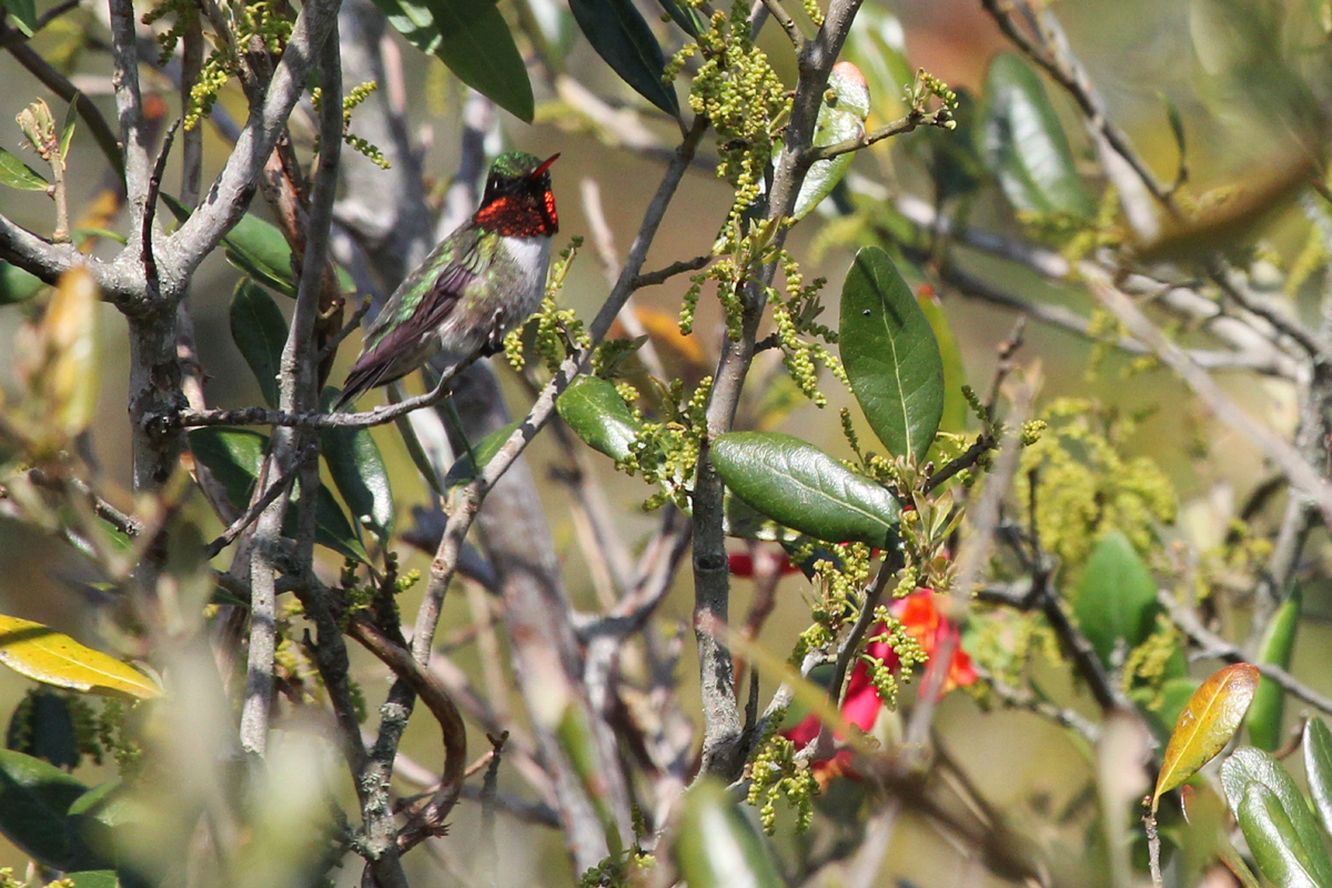 Ruby-throated Hummingbird / 28 Apr / Back Bay NWR