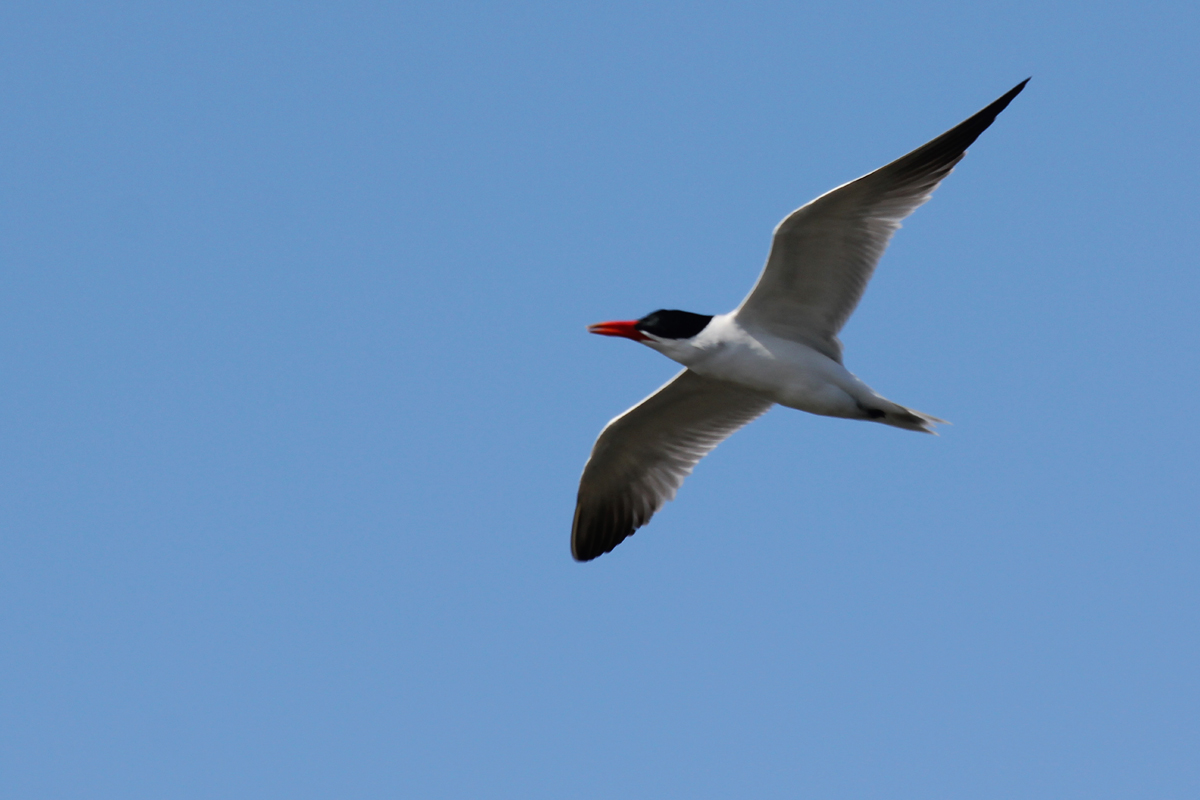 Caspian Tern / 28 Apr / Back Bay NWR