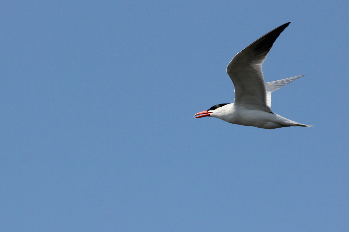 Caspian Tern / 28 Apr / Back Bay NWR