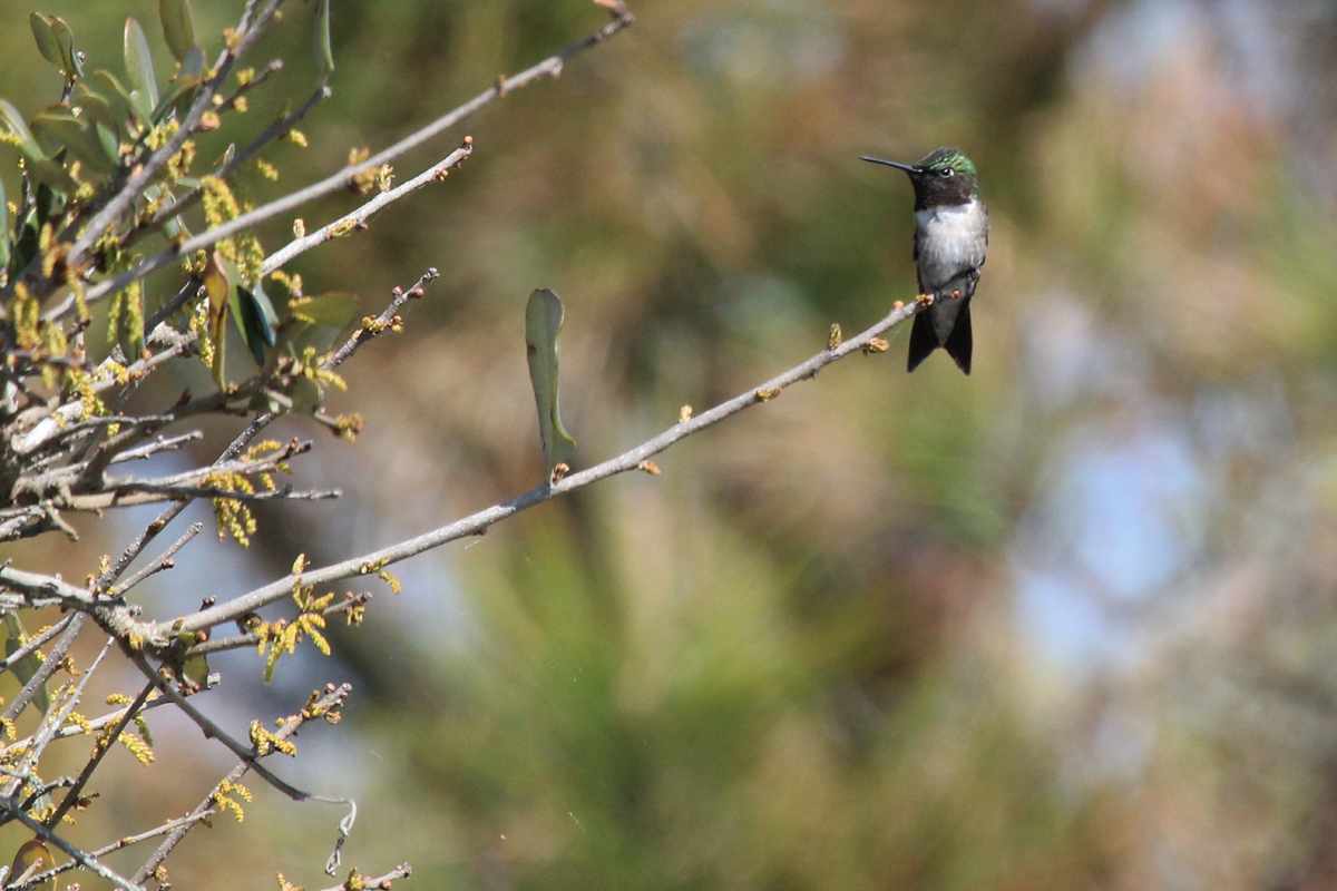 Ruby-throated Hummingbird / 28 Apr / Back Bay NWR