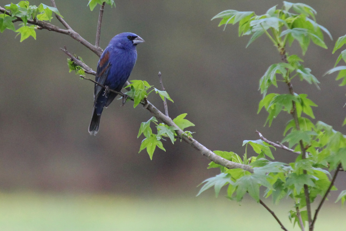 Blue Grosbeak / 28 Apr / Campbell's Landing Park