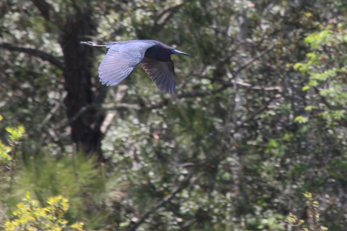 Little Blue Heron / 29 Apr / Princess Anne WMA Whitehurst Tract