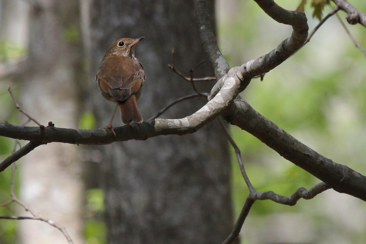 Hermit Thrush / 21 Apr / Marshview Park