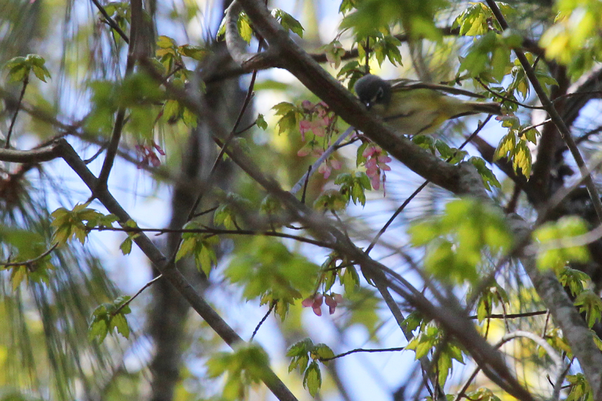 Blue-headed Vireo / 21 Apr / Marshview Park