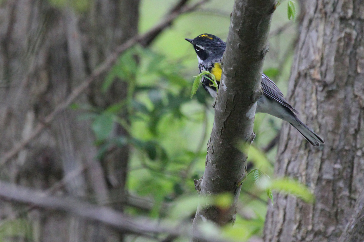 Yellow-rumped Warbler (Myrtle) / 26 Apr / Stumpy Lake NA