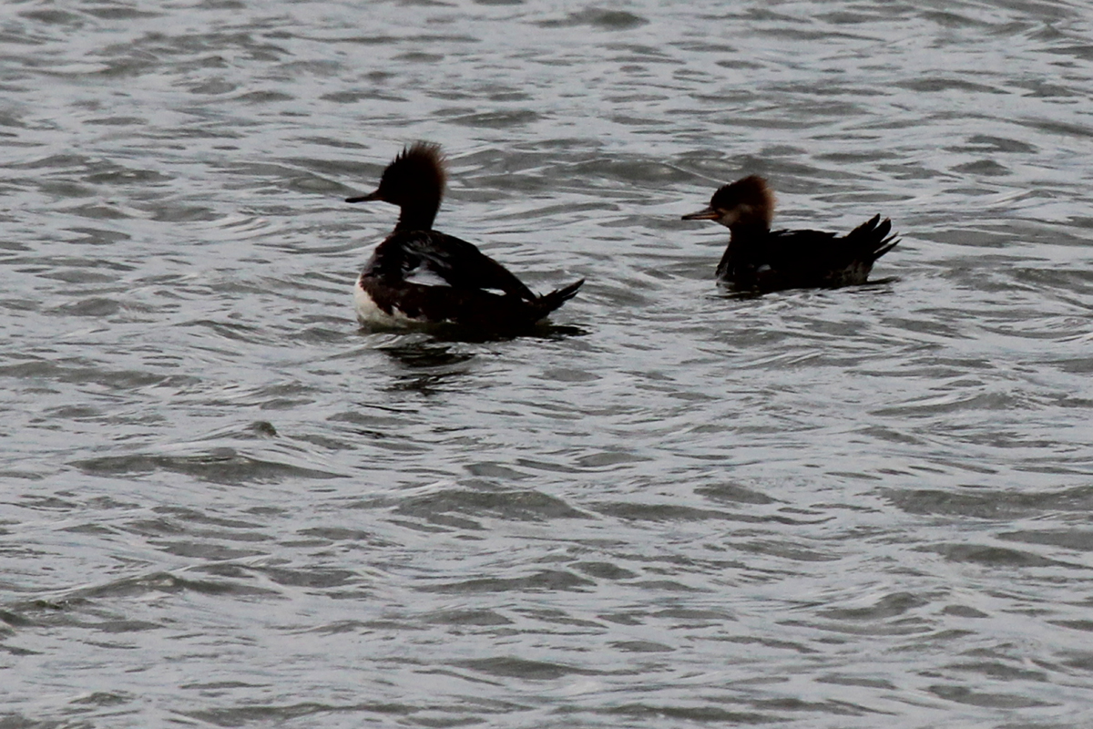 Hooded Mergansers / 27 Apr / Pleasure House Point NA