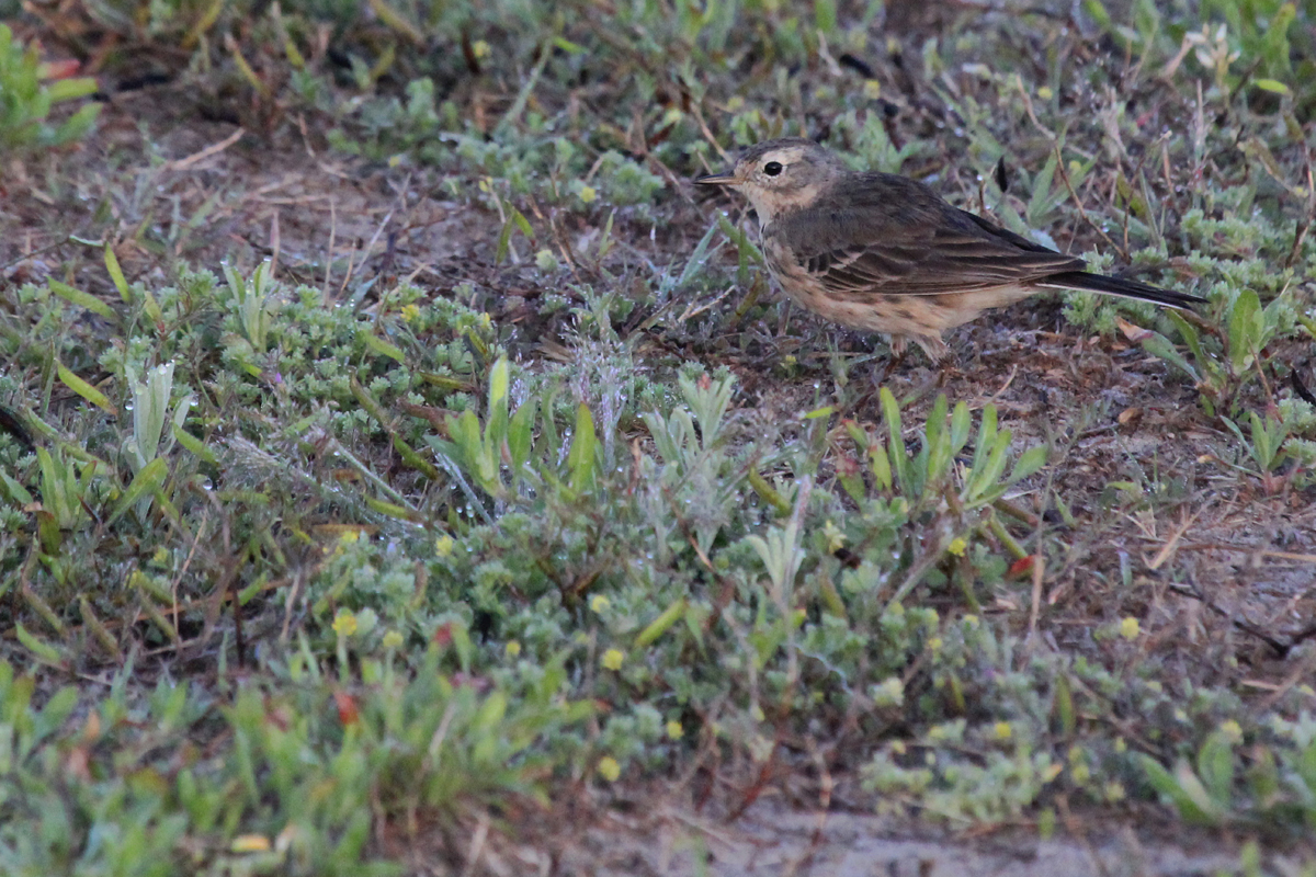 American Pipit / 28 Apr / Back Bay NWR