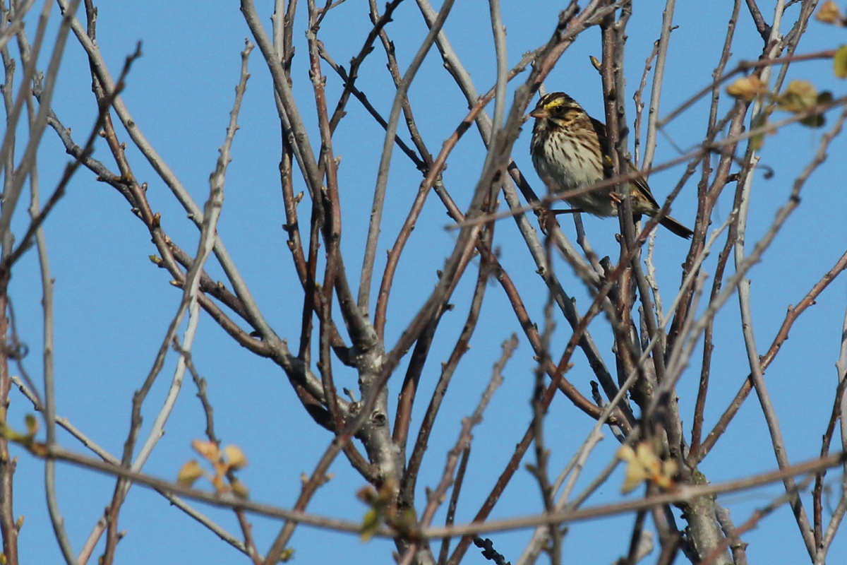 Savannah Sparrow (Savannah) / 28 Apr / Back Bay NWR