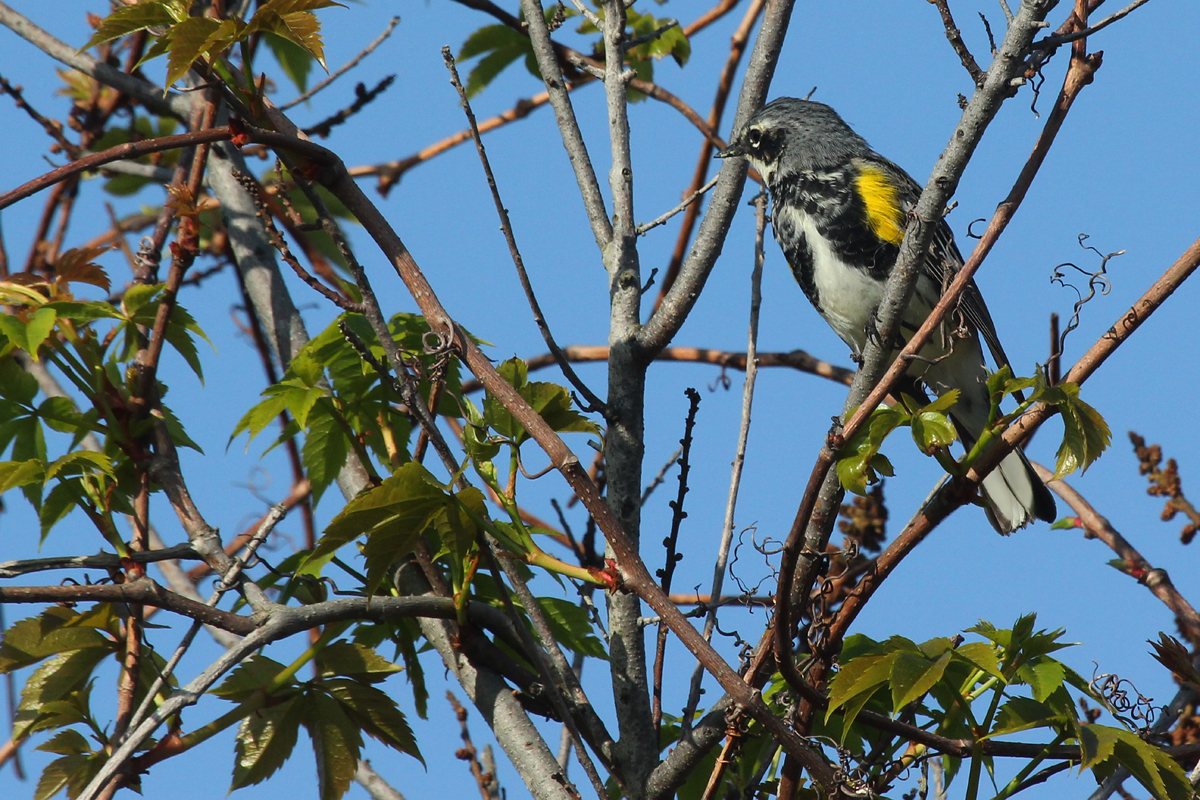 Yellow-rumped Warbler (Myrtle) / 28 Apr / Back Bay NWR