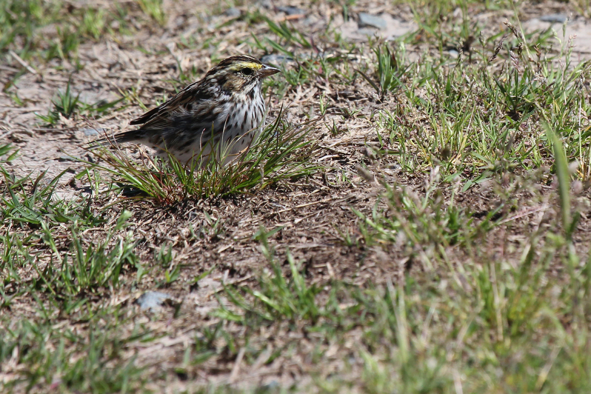 Savannah Sparrow (Savannah) / 29 Apr / Princess Anne WMA Whitehurst Tract